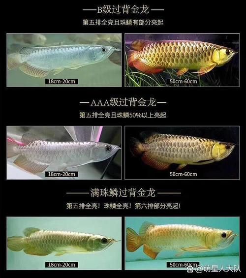 如何辨別都安龍魚的品相，如何辨別一條都安龍魚的品相？