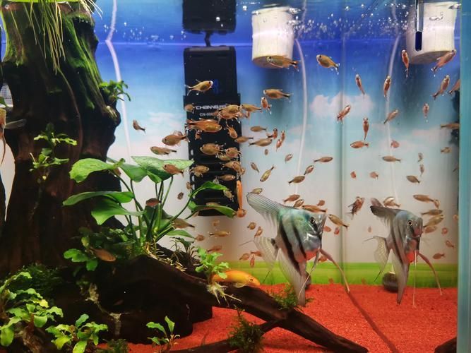 如何延長安氏恐龍魚的壽命 如何延長安氏恐龍魚的壽命 龍魚百科 第5張