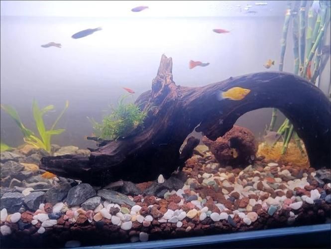 如何延長安氏恐龍魚的壽命 如何延長安氏恐龍魚的壽命 龍魚百科 第8張