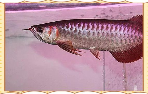 龍魚漁場四大品牌有哪些特色品種？，四大龍魚漁品牌
