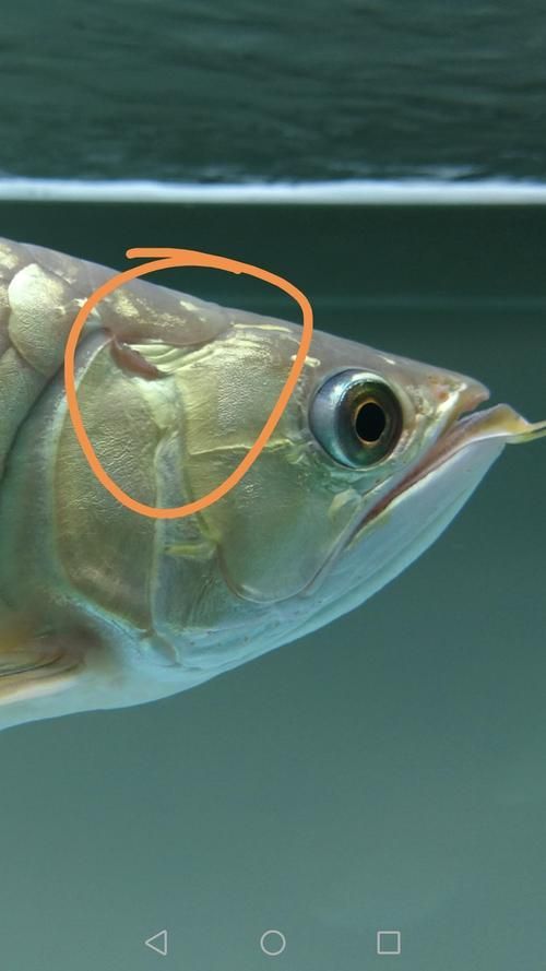 如何預防龍魚鰓蓋腐爛,如何預防龍魚鰓蓋腐爛調用工具arxiv論文助手 龍魚百科 第10張 如何預防龍魚鰓蓋腐爛,如何預防龍魚鰓蓋腐爛調用工具arxiv論文助手 如何預防龍魚鰓蓋腐爛,如何預防龍魚鰓蓋腐爛調用工具arxiv論文助手 龍魚百科 第10張