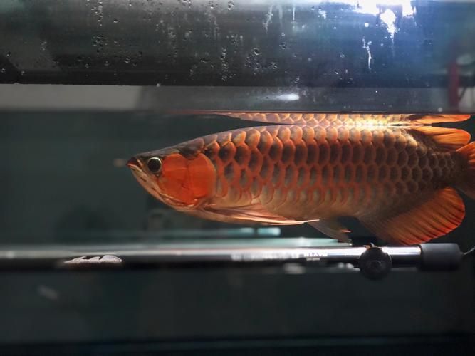 如何判斷龍魚是否適應了小夜燈？，如何判斷龍魚是否適應了小夜燈？用戶要求詳細解釋1000字并配圖, 如何判斷龍魚是否適應了小夜燈？，如何判斷龍魚是否適應了小夜燈？用戶要求詳細解釋1000字并配圖, 龍魚百科 第5張
