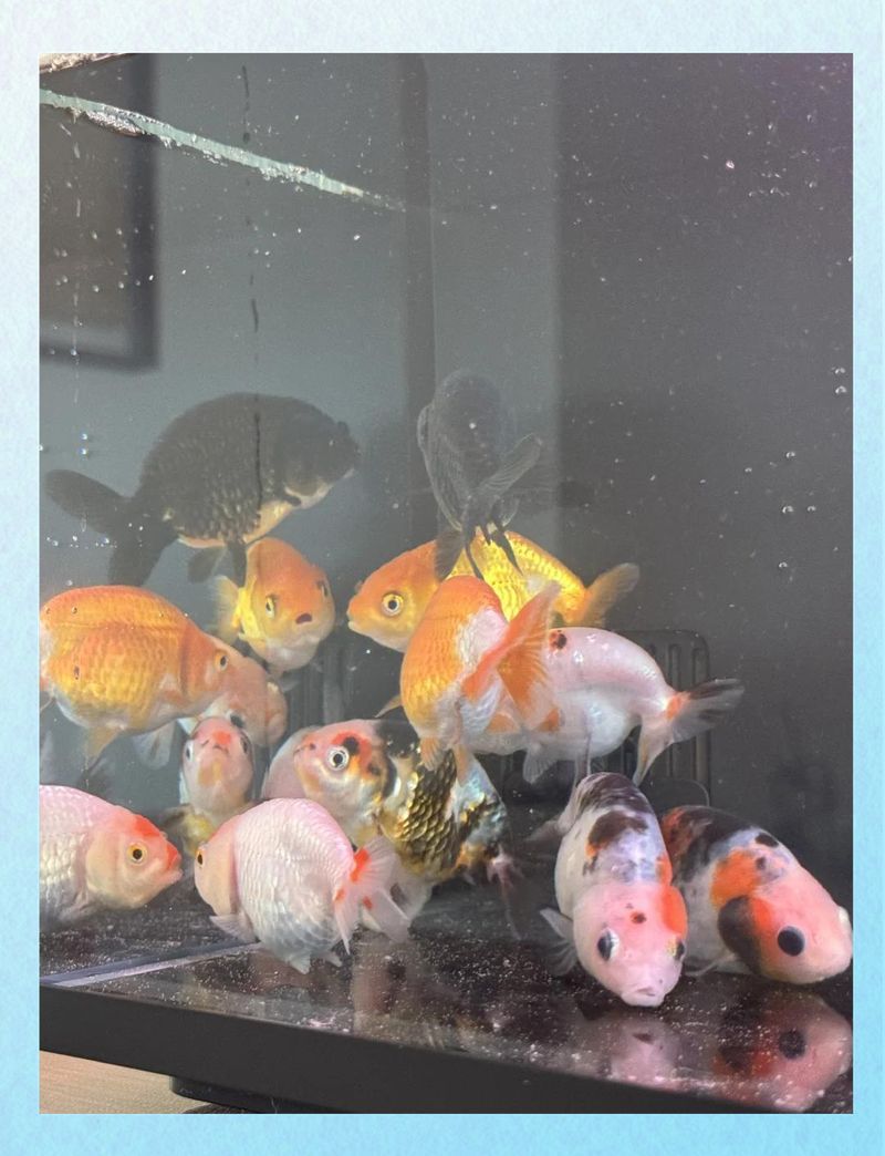 哪里可以買到便宜的小龍魚？，如何購買便宜的小龍魚