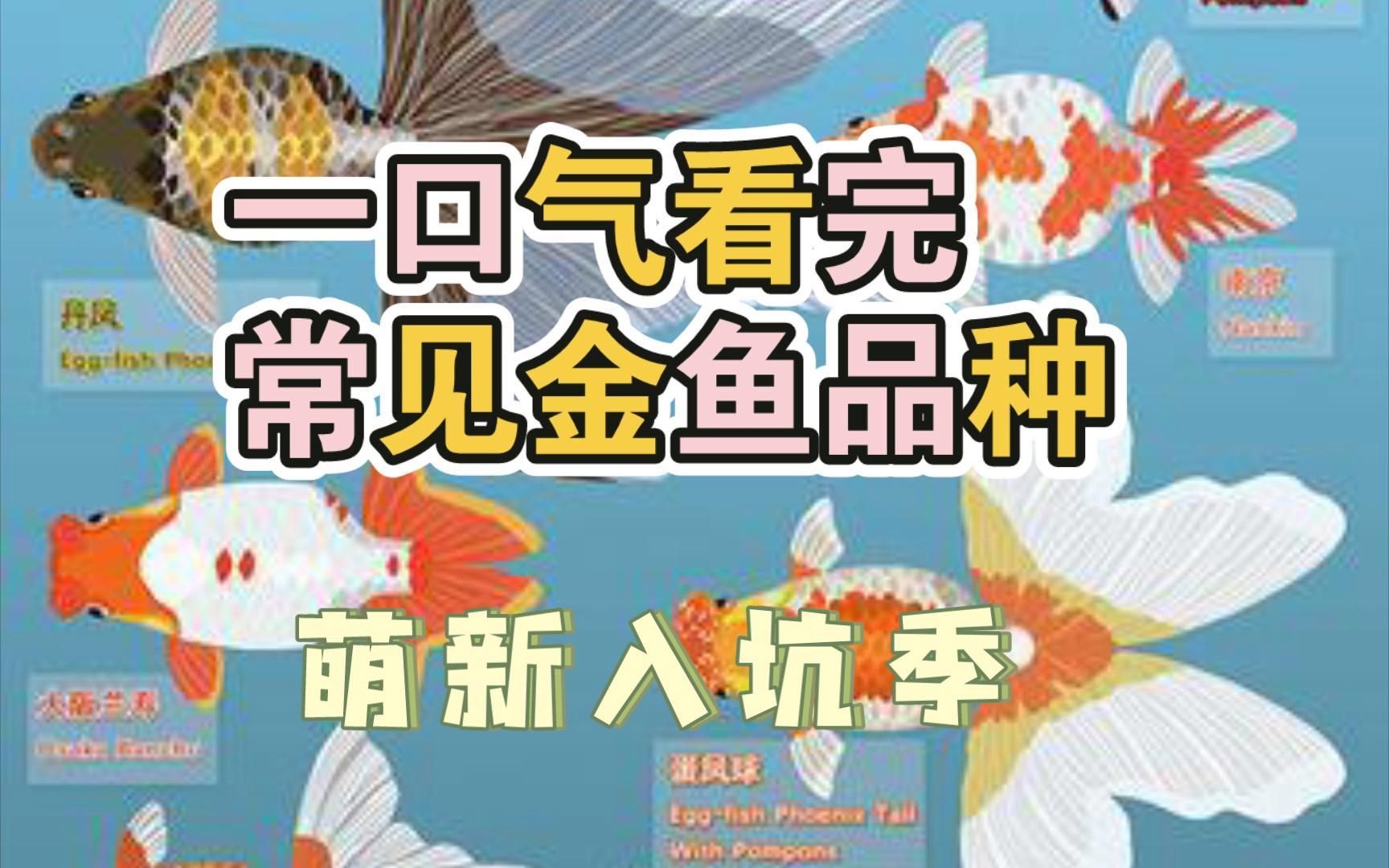 金魚有哪些常見品種，如何區分不同品種的金魚 金魚有哪些常見品種，如何區分不同品種的金魚 龍魚百科 第3張
