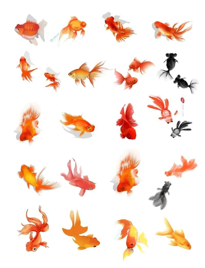 金魚有哪些常見品種，如何區分不同品種的金魚 金魚有哪些常見品種，如何區分不同品種的金魚 龍魚百科 第2張