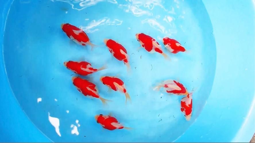 大日玉鯖魚(yú)，大日玉鯖魚(yú)用戶(hù)要求1000字詳解1000字詳解