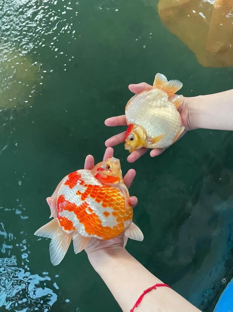 大日玉鯖魚，大日玉鯖魚用戶要求1000字詳解1000字詳解