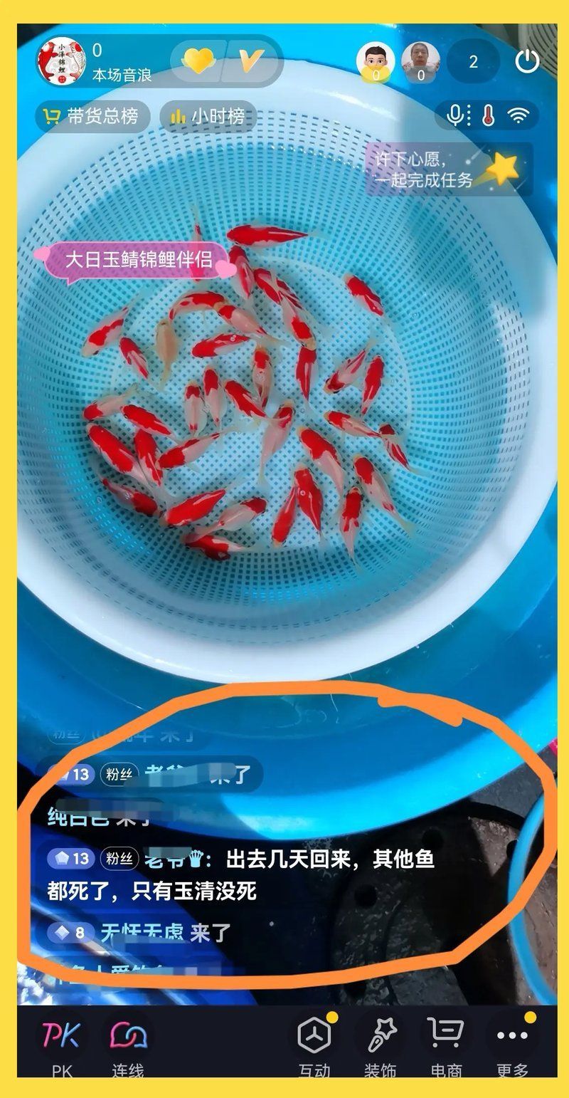大日玉鯖魚，大日玉鯖魚用戶要求1000字詳解1000字詳解
