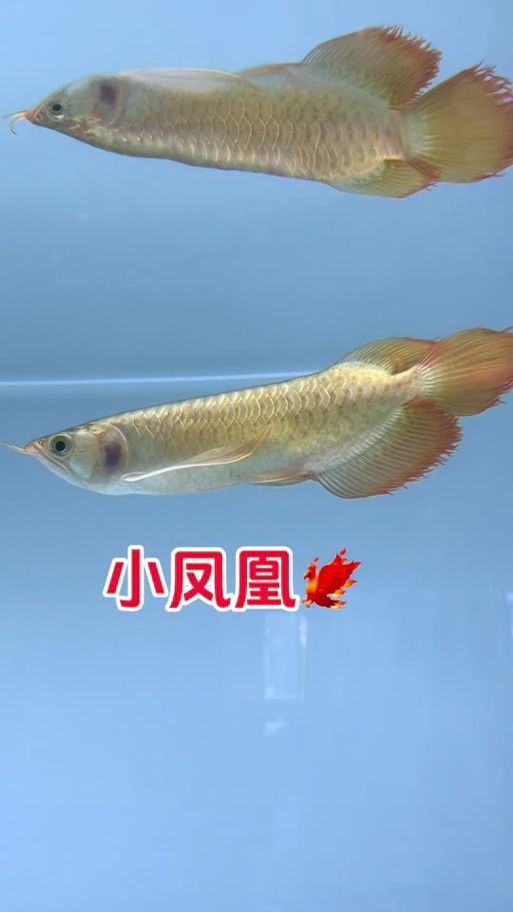 給我一些辨別鳳凰紅龍魚真?zhèn)蔚膱D片，如何鑒別鳳凰紅龍魚的真?zhèn)? title=