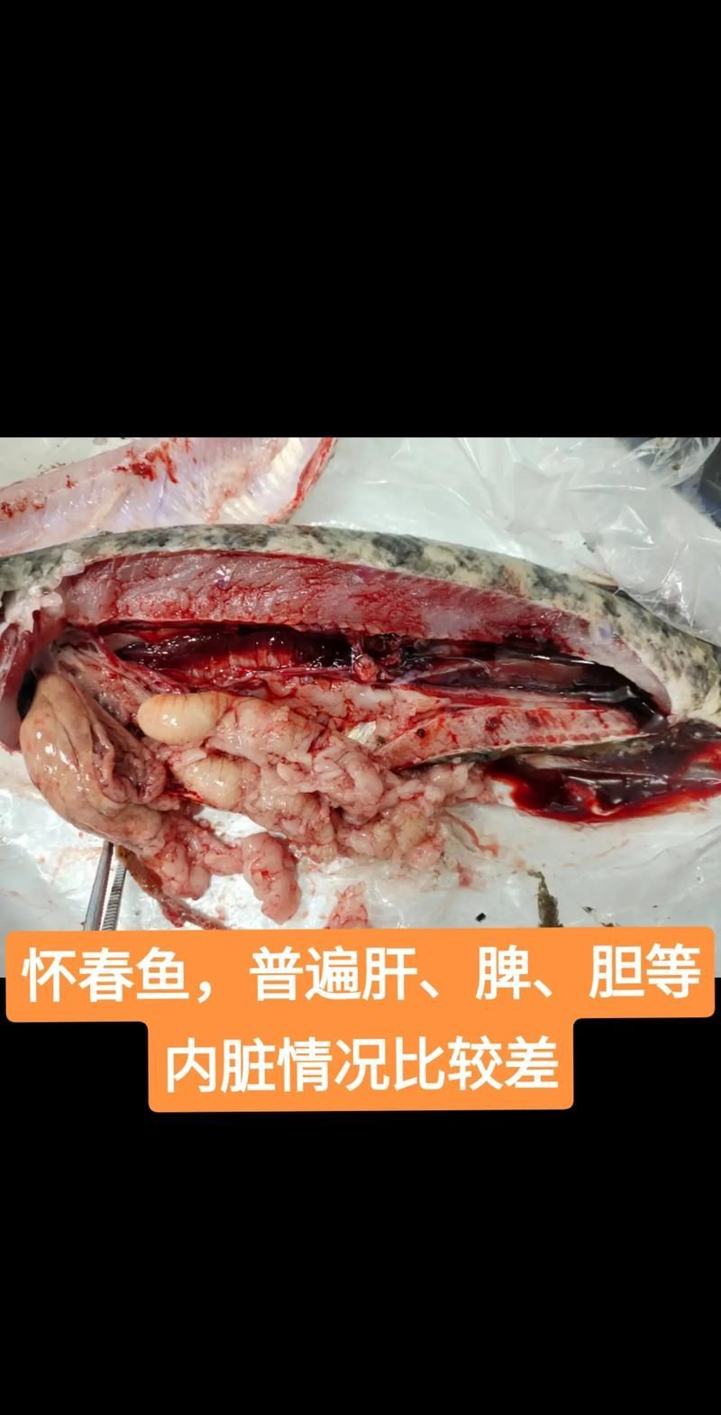 龍魚腹水藥物治療有哪些副作用？，關于龍魚腹水病副作用的一些建議
