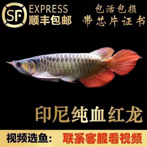 給我推薦幾條性價比高的紅龍魚，性價比高的紅龍魚