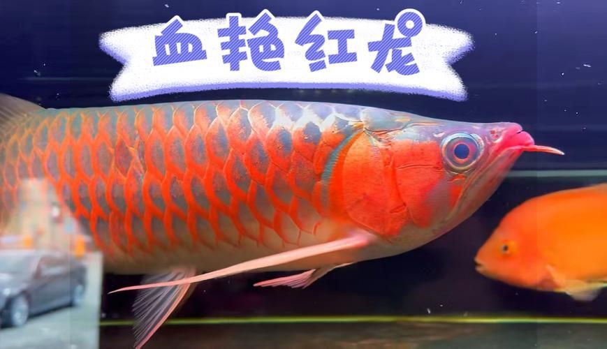 給我推薦幾條性價比高的紅龍魚，性價比高的紅龍魚