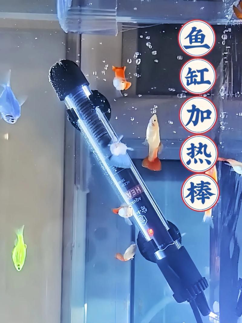 如何預(yù)防金魚炸鱗病復(fù)發(fā),如何預(yù)防金魚炸鱗病 龍魚百科 第11張 如何預(yù)防金魚炸鱗病復(fù)發(fā),如何預(yù)防金魚炸鱗病 如何預(yù)防金魚炸鱗病復(fù)發(fā),如何預(yù)防金魚炸鱗病 龍魚百科 第11張