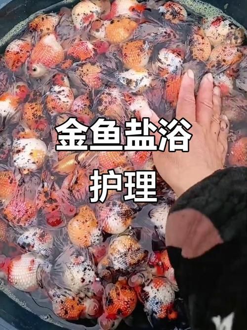 如何預(yù)防金魚炸鱗病復(fù)發(fā),如何預(yù)防金魚炸鱗病 龍魚百科 第13張 如何預(yù)防金魚炸鱗病復(fù)發(fā),如何預(yù)防金魚炸鱗病 如何預(yù)防金魚炸鱗病復(fù)發(fā),如何預(yù)防金魚炸鱗病 龍魚百科 第13張