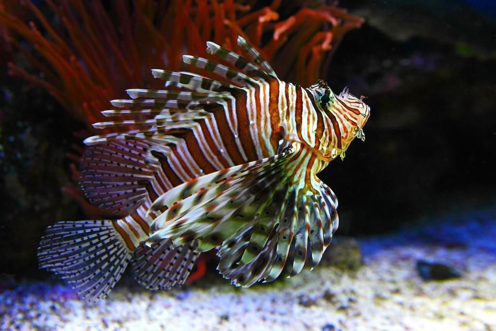 政錫龍魚和瑰寶龍哪個更好？，政錫龍魚與瑰寶龍哪個更好，
