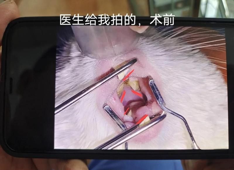 龍貓牙齒問題如何治療，龍貓牙齒問題如何治療，龍貓牙齒治療費用大概是多少？ 龍貓牙齒問題如何治療，龍貓牙齒問題如何治療，龍貓牙齒治療費用大概是多少？ 龍魚百科 第2張