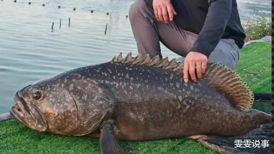 龍躉魚和龍魚哪個更受歡迎，龍躉魚和龍魚哪個更受歡迎，