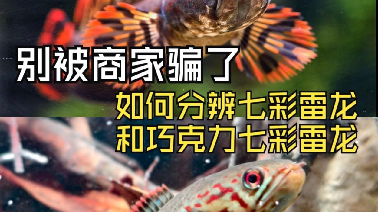 如何辨別雷龍魚的品種和品相，如何辨別雷龍魚