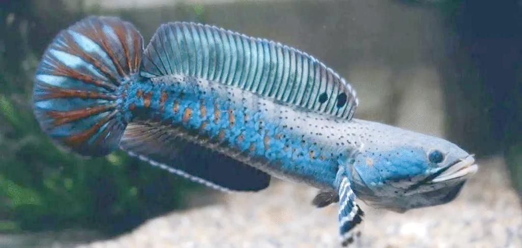 如何辨別雷龍魚的品種和品相，如何辨別雷龍魚
