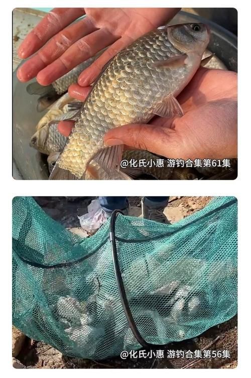 有哪些品牌餌料值得推薦，有哪些品牌餌料值得推薦市面上值得推薦的餌料品牌 有哪些品牌餌料值得推薦，有哪些品牌餌料值得推薦市面上值得推薦的餌料品牌 龍魚百科 第17張