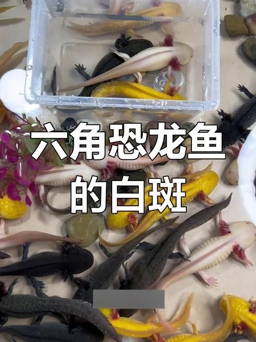 如何治療杰西卡恐龍魚的疾病，如何治療杰西卡恐龍魚