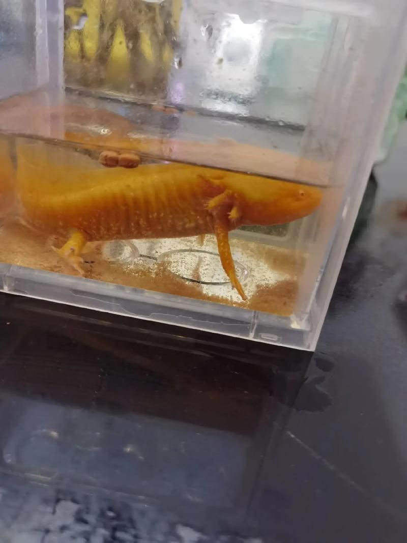 如何治療杰西卡恐龍魚的疾病，如何治療杰西卡恐龍魚