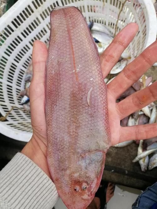 徐聞龍魚的價格是多少？，徐聞龍魚價格對比表，徐聞龍魚的價格對比表，幫你快速區分真實價值