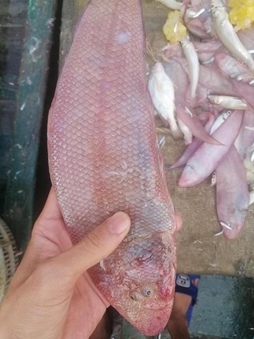 徐聞龍魚的價(jià)格是多少？，徐聞龍魚價(jià)格對(duì)比表，徐聞龍魚的價(jià)格對(duì)比表，幫你快速區(qū)分真實(shí)價(jià)值 徐聞龍魚的價(jià)格是多少？，徐聞龍魚價(jià)格對(duì)比表，徐聞龍魚的價(jià)格對(duì)比表，幫你快速區(qū)分真實(shí)價(jià)值 龍魚百科 第2張