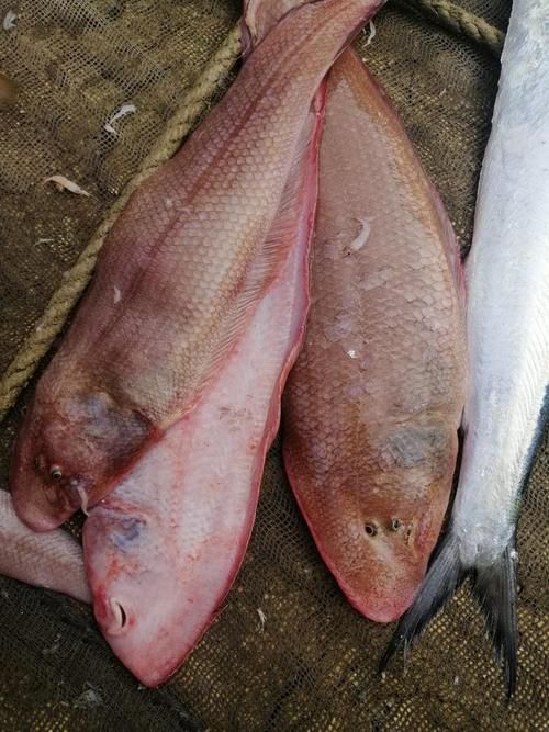 徐聞龍魚的價(jià)格是多少？，徐聞龍魚價(jià)格對(duì)比表，徐聞龍魚的價(jià)格對(duì)比表，幫你快速區(qū)分真實(shí)價(jià)值 徐聞龍魚的價(jià)格是多少？，徐聞龍魚價(jià)格對(duì)比表，徐聞龍魚的價(jià)格對(duì)比表，幫你快速區(qū)分真實(shí)價(jià)值 龍魚百科 第3張
