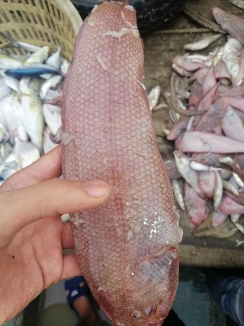 徐聞龍魚的價(jià)格是多少？，徐聞龍魚價(jià)格對(duì)比表，徐聞龍魚的價(jià)格對(duì)比表，幫你快速區(qū)分真實(shí)價(jià)值 徐聞龍魚的價(jià)格是多少？，徐聞龍魚價(jià)格對(duì)比表，徐聞龍魚的價(jià)格對(duì)比表，幫你快速區(qū)分真實(shí)價(jià)值 龍魚百科 第4張