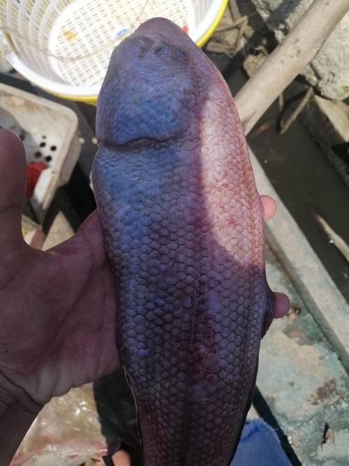 徐聞龍魚的價(jià)格是多少？，徐聞龍魚價(jià)格對(duì)比表，徐聞龍魚的價(jià)格對(duì)比表，幫你快速區(qū)分真實(shí)價(jià)值 徐聞龍魚的價(jià)格是多少？，徐聞龍魚價(jià)格對(duì)比表，徐聞龍魚的價(jià)格對(duì)比表，幫你快速區(qū)分真實(shí)價(jià)值 龍魚百科 第5張