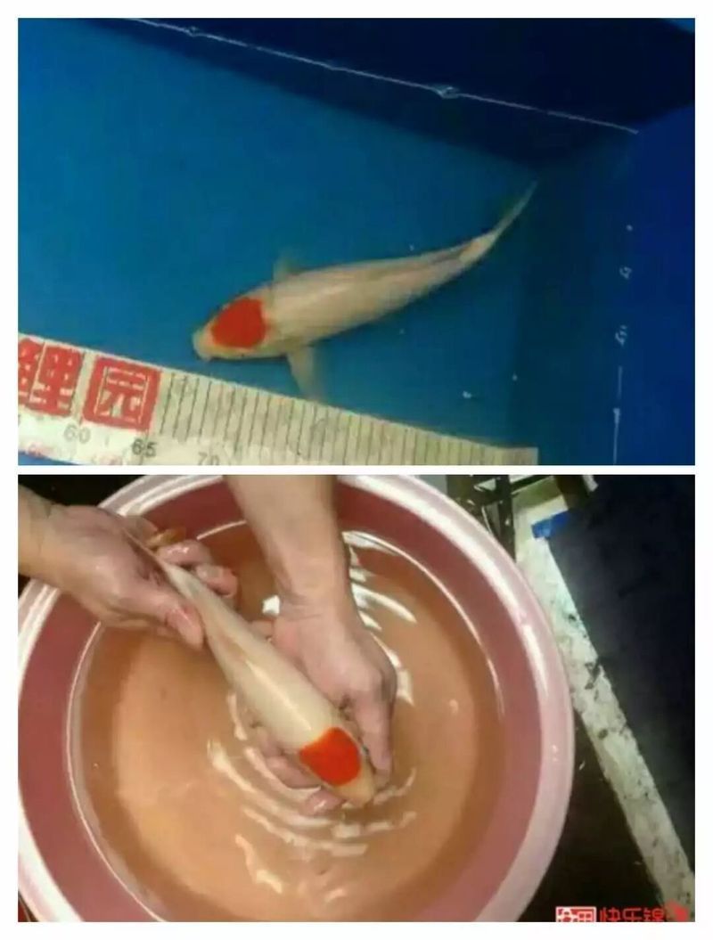 手術治療龍魚腮外翻需要多長時間恢復？，手術治療龍魚腮外翻手術治療龍魚腮外翻需要多長時間恢復 手術治療龍魚腮外翻需要多長時間恢復？，手術治療龍魚腮外翻手術治療龍魚腮外翻需要多長時間恢復 龍魚百科 第1張