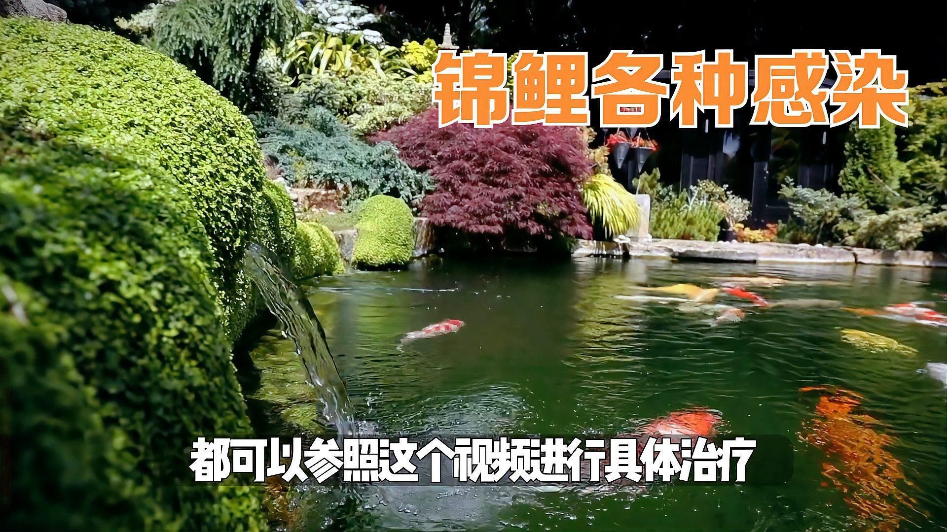 有沒有更多治療魚細菌感染的藥，養(yǎng)魚必備的三種藥物