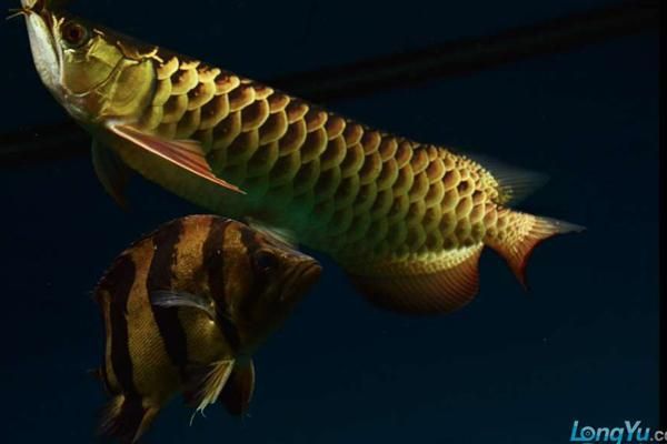 龍魚燒尾圖片,龍魚燒尾怎么做? 龍魚百科 第8張 龍魚燒尾圖片,龍魚燒尾怎么做? 龍魚燒尾圖片,龍魚燒尾怎么做? 龍魚百科 第8張