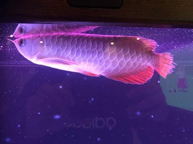 龍魚燒尾圖片，龍魚燒尾怎么做？ 龍魚燒尾圖片，龍魚燒尾怎么做？ 龍魚百科 第12張
