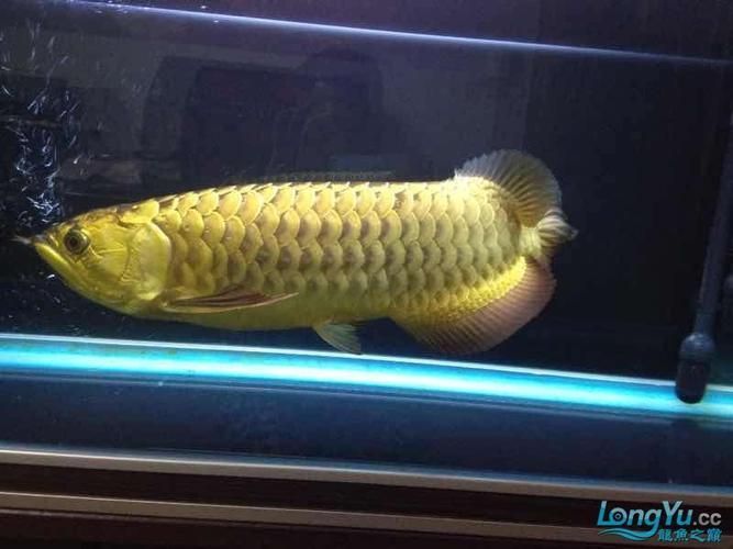 龍魚燒尾圖片,龍魚燒尾怎么做? 龍魚百科 第10張 龍魚燒尾圖片,龍魚燒尾怎么做? 龍魚燒尾圖片,龍魚燒尾怎么做? 龍魚百科 第10張