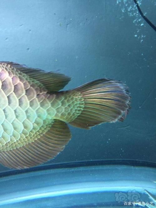 龍魚燒尾圖片,龍魚燒尾怎么做? 龍魚百科 第4張 龍魚燒尾圖片,龍魚燒尾怎么做? 龍魚燒尾圖片,龍魚燒尾怎么做? 龍魚百科 第4張