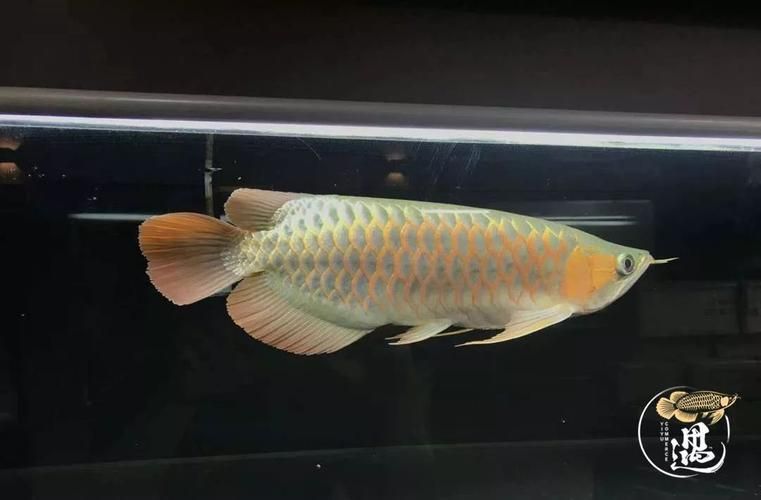 龍魚燒尾圖片,龍魚燒尾怎么做? 龍魚百科 第7張 龍魚燒尾圖片,龍魚燒尾怎么做? 龍魚燒尾圖片,龍魚燒尾怎么做? 龍魚百科 第7張