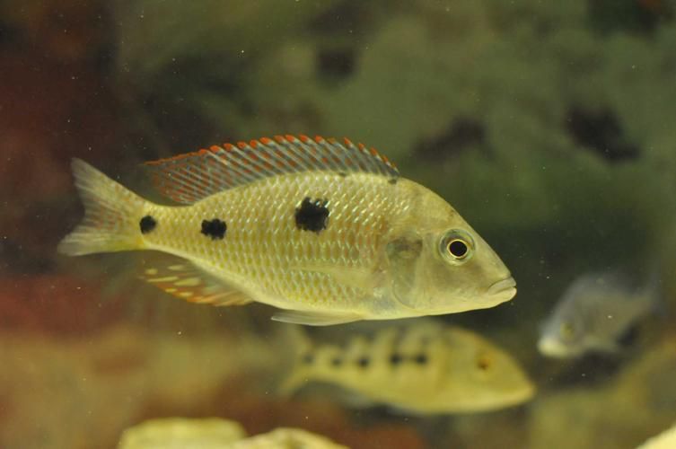 虎斑恐龍魚有哪些飼養技巧？，虎斑恐龍魚的飼養技巧 虎斑恐龍魚有哪些飼養技巧？，虎斑恐龍魚的飼養技巧 龍魚百科 第2張