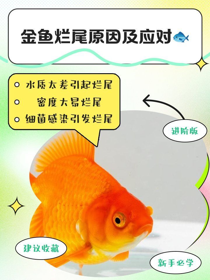 金魚爛尾病會傳染嗎 金魚爛尾病會傳染嗎 龍魚百科 第2張