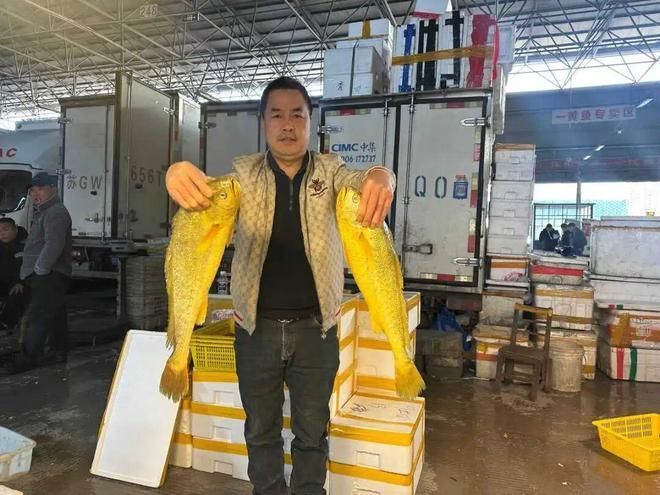 觀賞魚市場價格波動大有哪些原因，觀賞魚市場價格波動大有哪些原因用戶要求詳細(xì)解釋 觀賞魚市場價格波動大有哪些原因，觀賞魚市場價格波動大有哪些原因用戶要求詳細(xì)解釋 龍魚百科 第14張