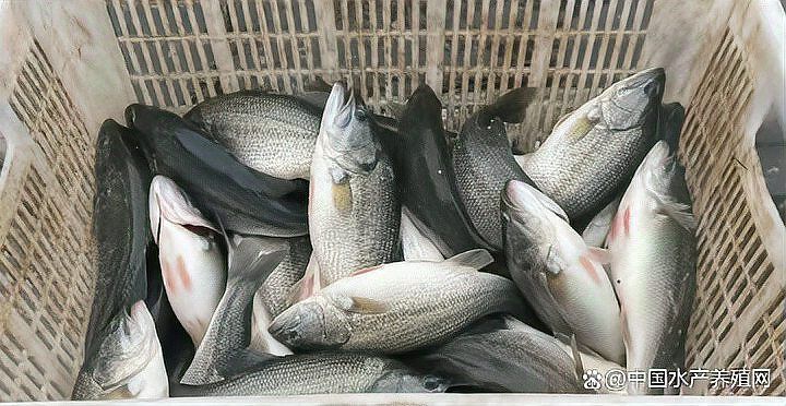 觀賞魚市場價格波動大有哪些原因，觀賞魚市場價格波動大有哪些原因用戶要求詳細(xì)解釋 觀賞魚市場價格波動大有哪些原因，觀賞魚市場價格波動大有哪些原因用戶要求詳細(xì)解釋 龍魚百科 第13張