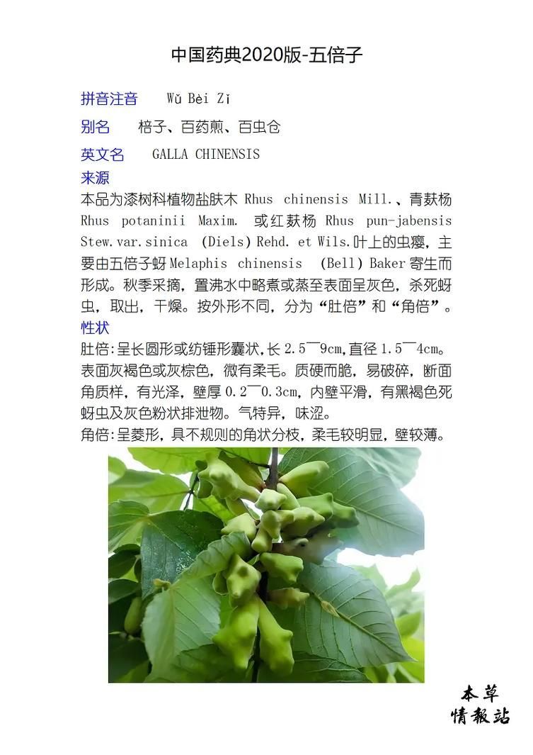 有哪些中草藥可以預防魚炸鱗病，中草藥在養(yǎng)殖中的應用 有哪些中草藥可以預防魚炸鱗病，中草藥在養(yǎng)殖中的應用 龍魚百科 第4張