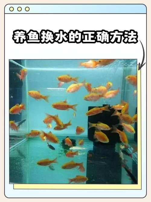 養(yǎng)魚有哪些禁忌事項(xiàng)，養(yǎng)魚禁忌事項(xiàng)