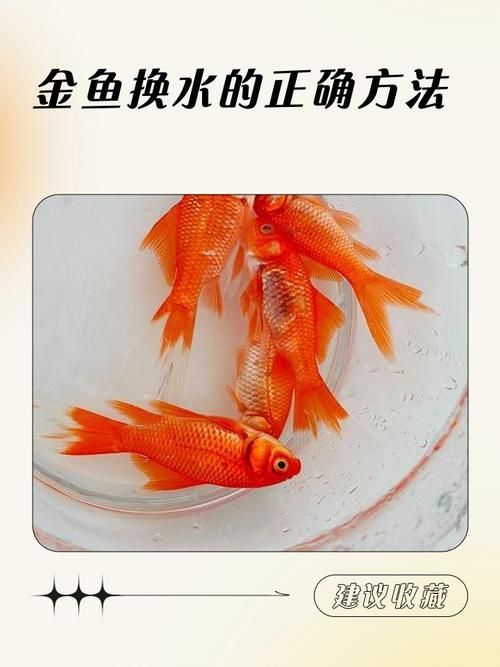 養(yǎng)魚有哪些禁忌事項(xiàng)，養(yǎng)魚禁忌事項(xiàng)