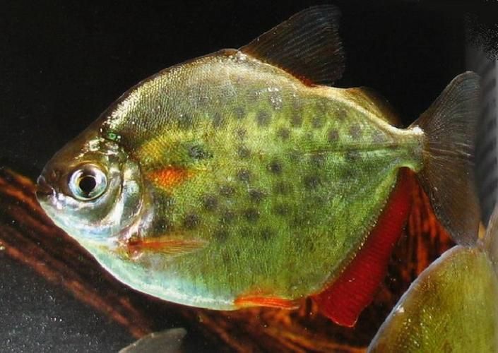 紅勾銀板魚有哪些品種,紅勾銀板魚有哪些品種紅勾銀板魚有哪些品種 龍魚百科 第1張 紅勾銀板魚有哪些品種,紅勾銀板魚有哪些品種紅勾銀板魚有哪些品種 紅勾銀板魚有哪些品種,紅勾銀板魚有哪些品種紅勾銀板魚有哪些品種 龍魚百科 第1張