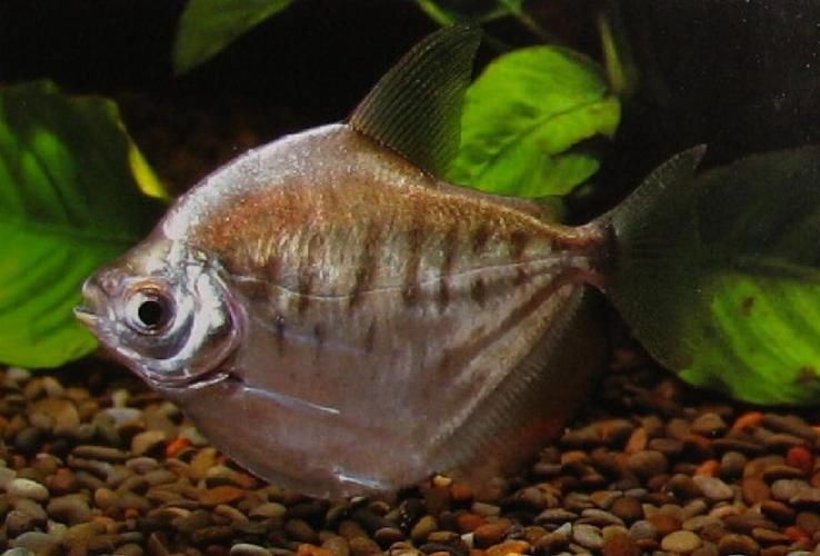 紅勾銀板魚有哪些品種,紅勾銀板魚有哪些品種紅勾銀板魚有哪些品種 龍魚百科 第3張 紅勾銀板魚有哪些品種,紅勾銀板魚有哪些品種紅勾銀板魚有哪些品種 紅勾銀板魚有哪些品種,紅勾銀板魚有哪些品種紅勾銀板魚有哪些品種 龍魚百科 第3張