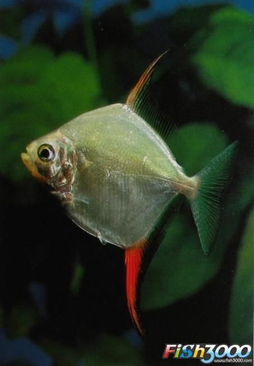 紅勾銀板魚有哪些品種,紅勾銀板魚有哪些品種紅勾銀板魚有哪些品種 龍魚百科 第4張 紅勾銀板魚有哪些品種,紅勾銀板魚有哪些品種紅勾銀板魚有哪些品種 紅勾銀板魚有哪些品種,紅勾銀板魚有哪些品種紅勾銀板魚有哪些品種 龍魚百科 第4張