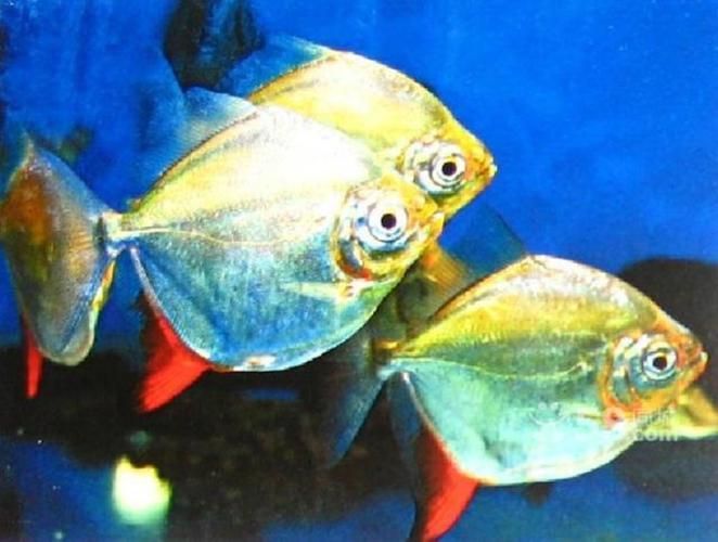 紅勾銀板魚有哪些品種,紅勾銀板魚有哪些品種紅勾銀板魚有哪些品種 龍魚百科 第6張 紅勾銀板魚有哪些品種,紅勾銀板魚有哪些品種紅勾銀板魚有哪些品種 紅勾銀板魚有哪些品種,紅勾銀板魚有哪些品種紅勾銀板魚有哪些品種 龍魚百科 第6張