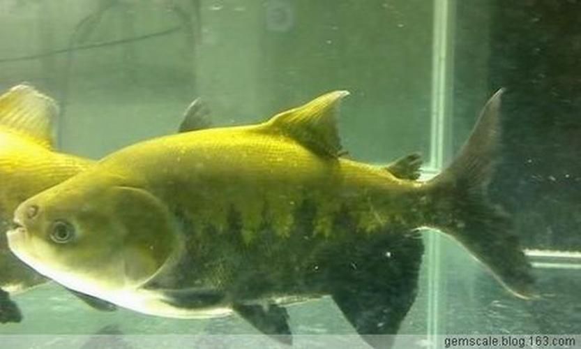 紅勾銀板魚有哪些品種,紅勾銀板魚有哪些品種紅勾銀板魚有哪些品種 龍魚百科 第5張 紅勾銀板魚有哪些品種,紅勾銀板魚有哪些品種紅勾銀板魚有哪些品種 紅勾銀板魚有哪些品種,紅勾銀板魚有哪些品種紅勾銀板魚有哪些品種 龍魚百科 第5張